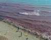 Чорне море біля берегів Росії забарвилося в "кривавий" колір (відео)