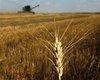 Минсельхоз США прочит Украине рост экспорта пшеницы