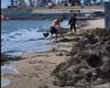 У Бердянську комунальники очистили пляж від водоростей, викинувши їх у море (відео)