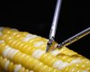 Заштопає судини трохи більші за волосину: робот-хірург прооперував тріщинку на зерні кукурудзи (відео)