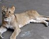 Даже львы не выдерживают экстремальную жару: хищники погибают от теплового удара