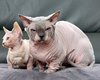 Без хвостов и с укороченными лапами: в мире растет количество кошек-Франкенштейнов (фото)