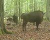 Полювання вовків на зубрів у пралісі вперше зафіксували на камеру: гіганти у небезпеці (відео)