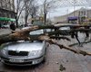 В центре Киева ветер повалил дерево на припаркованные автомобили