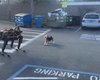 В сети показали первую встречу пса с четвероногим роботом Boston Dynamics