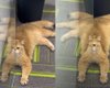 "Многолапый" спрятался за шкафом: оптическая иллюзия с рыжим котом озадачила Интернет (видео)