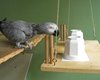 Попугаи жако удивили ученых способностями к логике