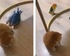 Попугаи начали оскорблять маленького котенка, но за него неожиданно вступились (видео)