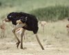 Страусы прячут голову в песок: ученые рассказали, правда это или нет (фото)