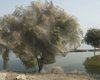 Деревья в Пакистане полностью оплетены паутиной после наводнения