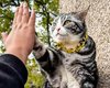 "Дай пять": кот, встречающий гостей возле китайского храма, стал интернет-сенсацией (видео)
