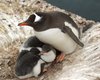 Уже около десятка: полярники поделились первым видео новорожденных пингвинят (видео)