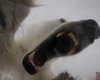 Автор видео, где его чуть не сожрал белый медведь, рассказал, как это было