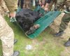 Получил контузию во время взрыва: в районе Лимана волонтеры спасли медведя (фото)