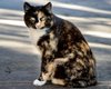 Два місяці, десяток міст та понад тисяча стерилізованих тварин: Royal Canin підбиває підсумки благодійного проєкту