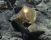 Золотое яйцо у подножья вулкана на Аляске: кто оставил жутковатую сферу на дне Тихого океана (фото)