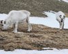 Помощники Санты. Шпицбергенские олени побороли изменения климата — помогла трава, похожая на эскимо