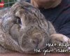 Огромный кролик может побить рекорд максимального веса