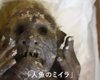 Хозяйки морей. В Японии начались исследования 300-летней мумии "русалки" (фото)