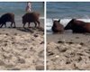 Лучшее решение в жару: дикие кабаны посетили известный европейский пляж (видео)