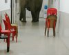 Три диких слона прогулялись по больнице в Индии, один застрял в дверях (фото, видео)
