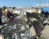 Катастрофа самолета МАУ: Иран назвал обращение Украины в суд ООН "политическим" иском (фото)