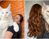 Появились фото "самого большого в мире кота": люди говорят, что это совсем другой вид