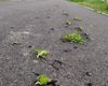 Вырубывали топором: трава проросла сквозь новый асфальт в Днепропетровской области (фото)