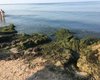 Помимо медуз: на берегу моря в Бердянске теперь новая проблема (фото, видео)