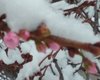 В Мукачево под снегом расцвела сакура