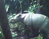 Одно из самых редких млекопитающих в мире: в парке Индонезии заметили носорога в "броне"