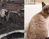 Кошка месяц ждала своих хозяев возле сгоревшего дома в Калифорнийском пожаре