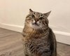 Знаменитый кот Степан, эмигрировавший с хозяйкой во Францию, выглядит очень стройным
