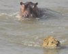 Вовсе не король джунглей. Разъяренный бегемот заставил льва спасаться бегством (видео)