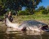Подводный монстр: мужчина поймал огромного сома, которого еще "не видел мир" (фото)