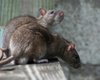 В нью-йоркском метро за самое страшное фото крысы вручат премию