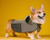 Люксовый бренд Gucci представил коллекцию для домашних животных