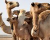 В Саудовской Аравии 40 верблюдов не допустили на конкурс красоты из-за ботокса