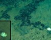 В тихоокеанской бездне ученые нашли "морского бога": он обитает на глубине 6 км (фото)