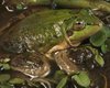 Чудо природы: как гигантский головастик "сжимается" в крохотную лягушку (фото)