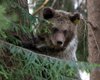 В Карпатах медведица загнала на дерево местного жителя