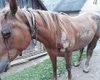 На Закарпатье мужчина привязал лошадь к автомобилю и таскал по асфальту