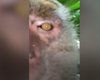 Звезда селфи. В Малайзии обезьяна украла iPhone и устроила фотосессию