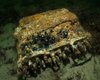 В Балтийском море нашли легендарную шифровальную машину нацистов Enigma