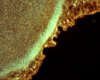 Как рыбам удается выживать в ледяных водах Антарктиды: удивительные механизмы впервые раскрыты