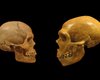 Неандертальцы имели такие же группы крови, как и Homo sapiens, - ученые