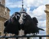 Если покинут Тауэр, то королевство распадется. Вороны – пернатые охранники на страже Лондона