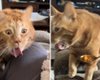 Рыжий кот-критик стал звездой соцсетей благодаря своим комичным реакциям на еду (видео)