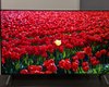 Експерт назвав найкращий OLED-телевізор 2026 року: яка модель LG заслужила високу оцінку (фото)