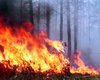 За пожары и мусор в лесу теперь придется платить больше